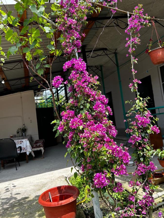 Na Shapsug Guest House Gagra Dış mekan fotoğraf